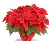 Poinsettia